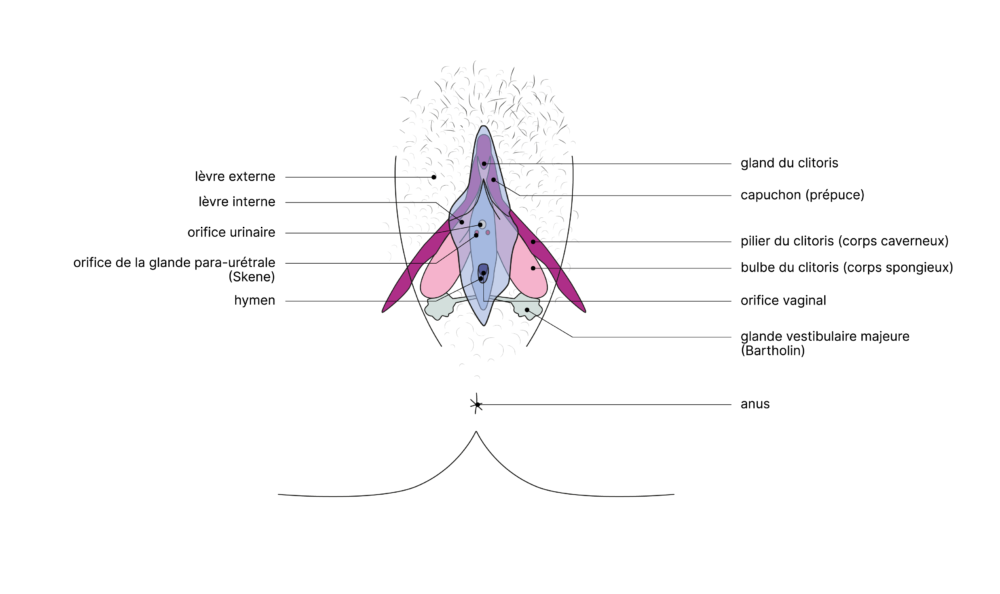 SGCH Anatomische Darstellung Clitoris FR