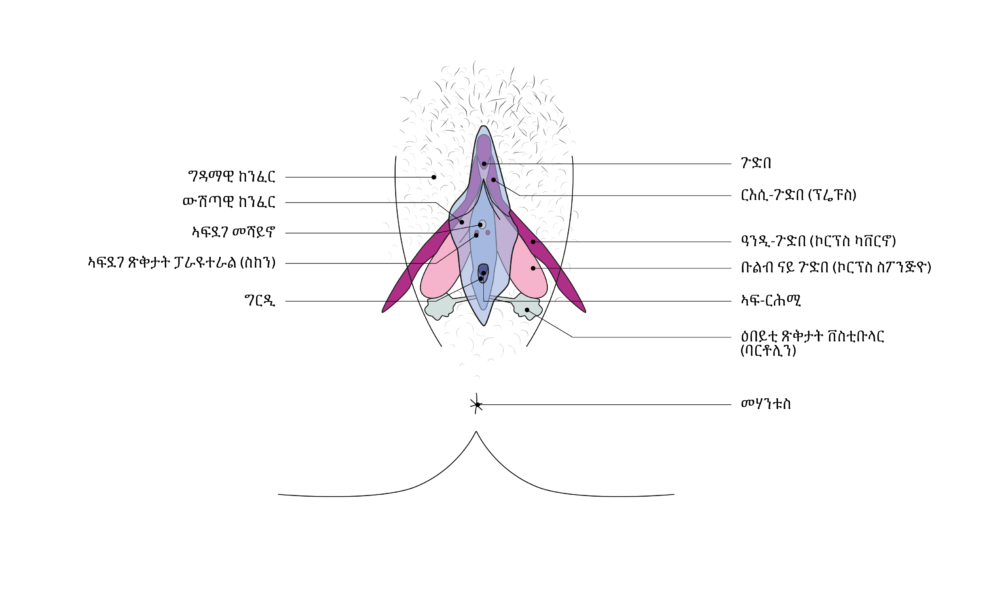 SGCH Anatomische Darstellung Clitoris TIG