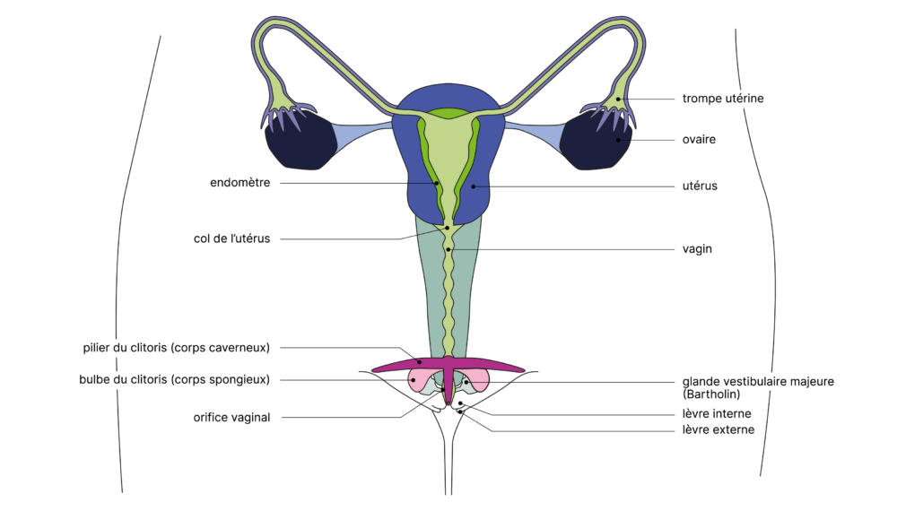 SGCH Anatomische Darstellung Vulva FR