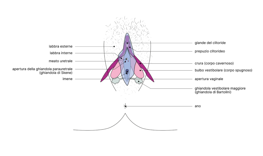 SGCH Anatomische Darstellung clitoris IT