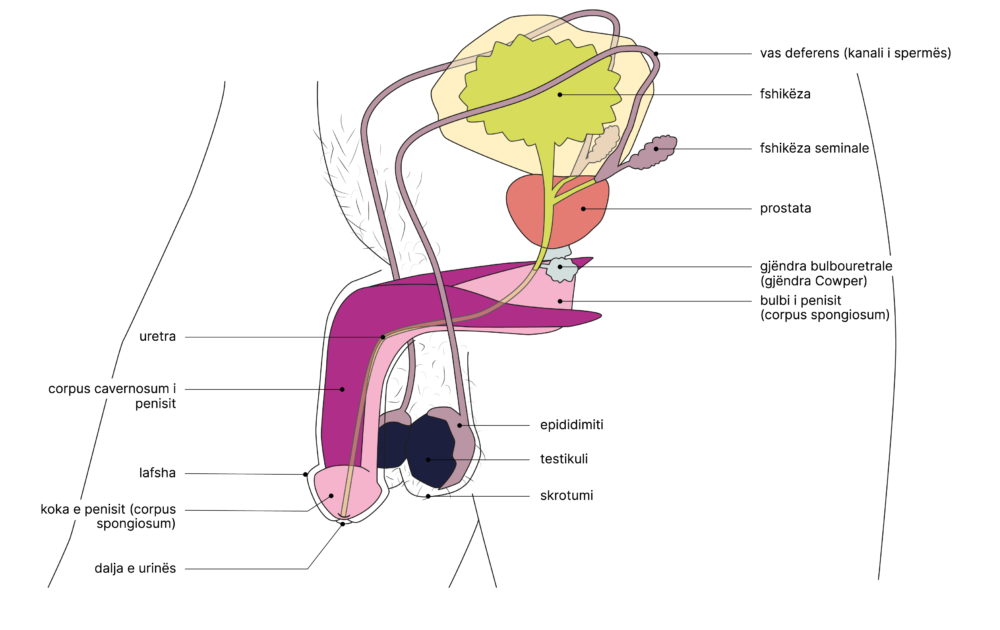 SGCH Anatomische Darstellung penis 2 AL
