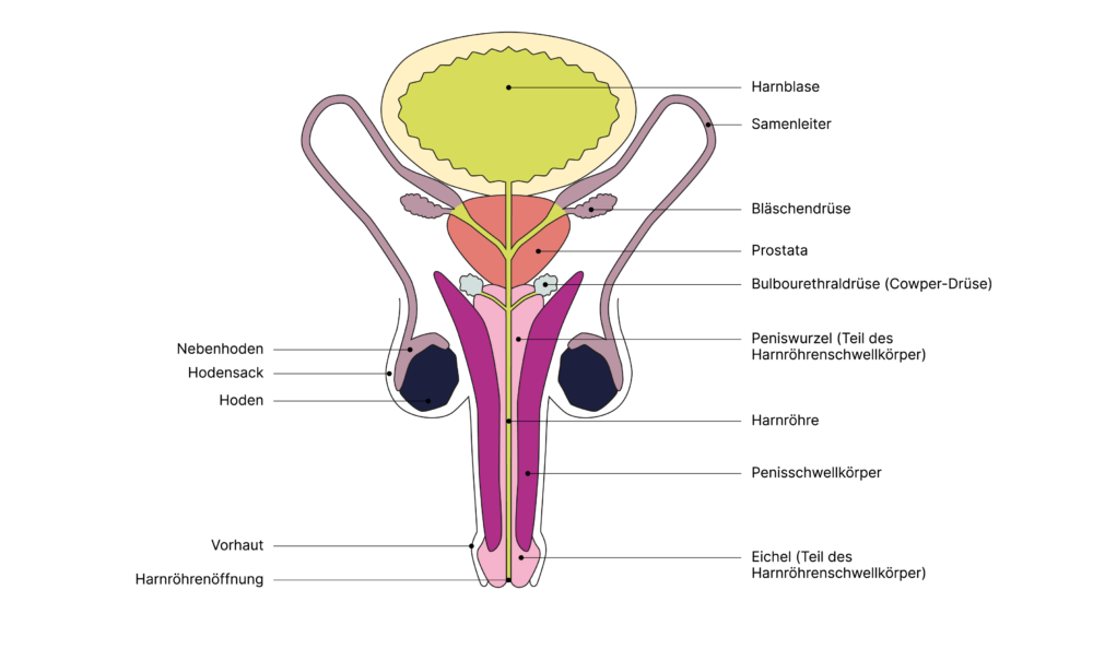 SGCH Anatomische Darstellung penis DE 1
