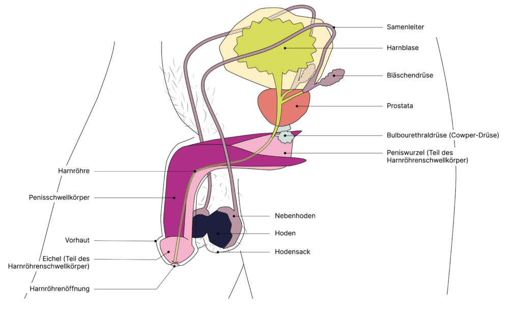 SGCH Anatomische Darstellung penis DE 2