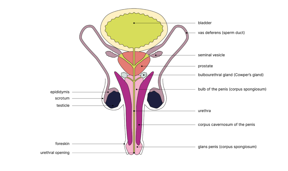 SGCH Anatomische Darstellung penis EN 1