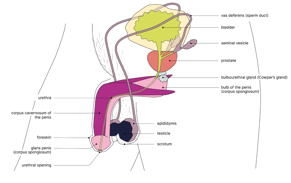 SGCH Anatomische Darstellung penis EN 2