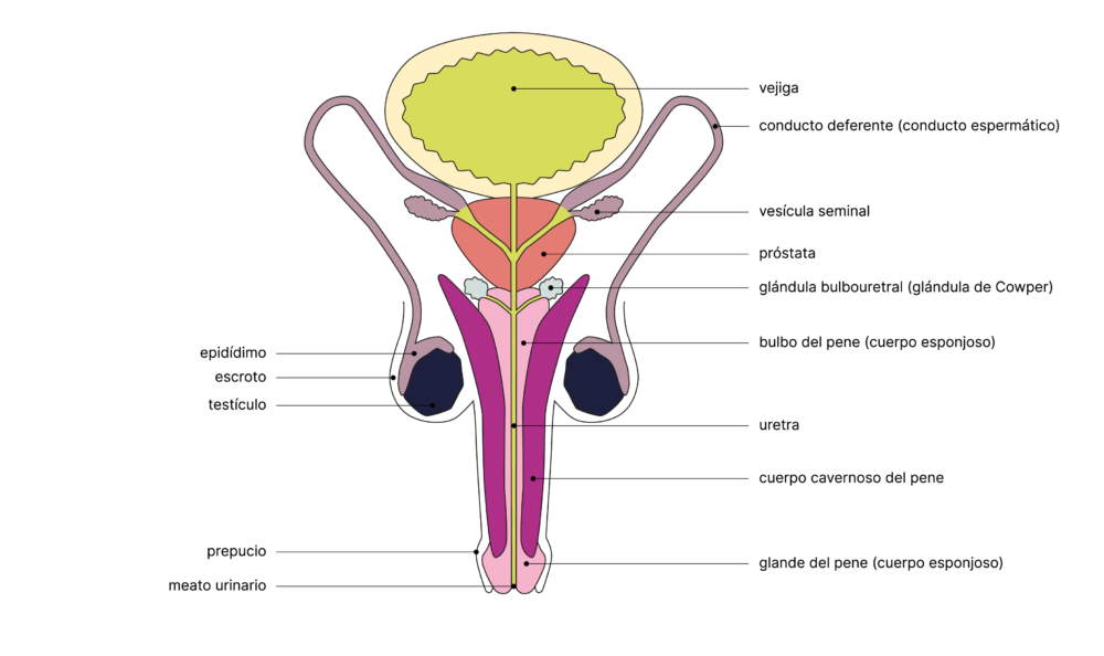 SGCH Anatomische Darstellung penis ES 1