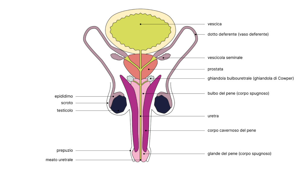SGCH Anatomische Darstellung penis IT 1