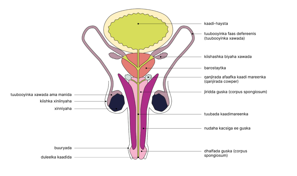 SGCH Anatomische Darstellung penis SO 1