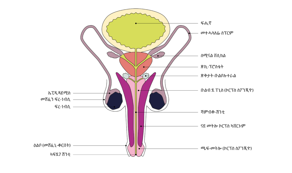 SGCH Anatomische Darstellung penis TIG 1