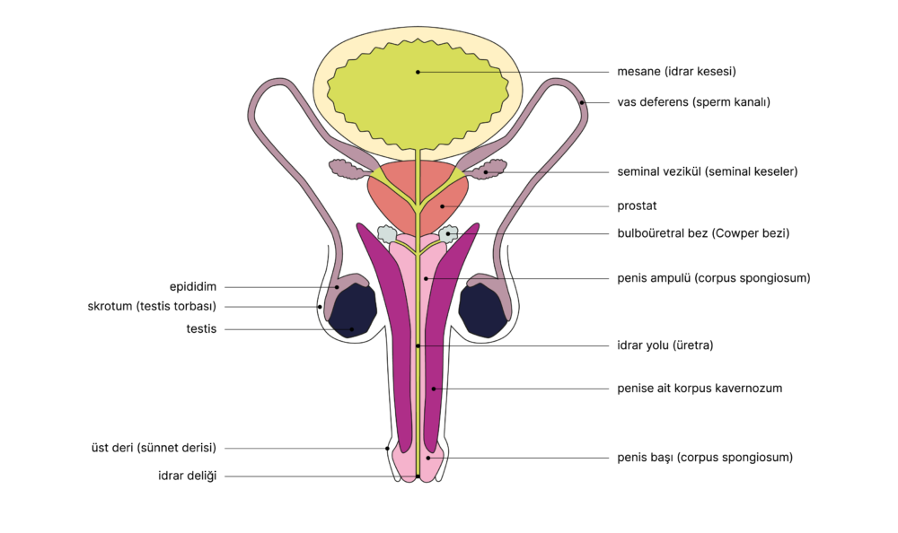 SGCH Anatomische Darstellung penis TR 1