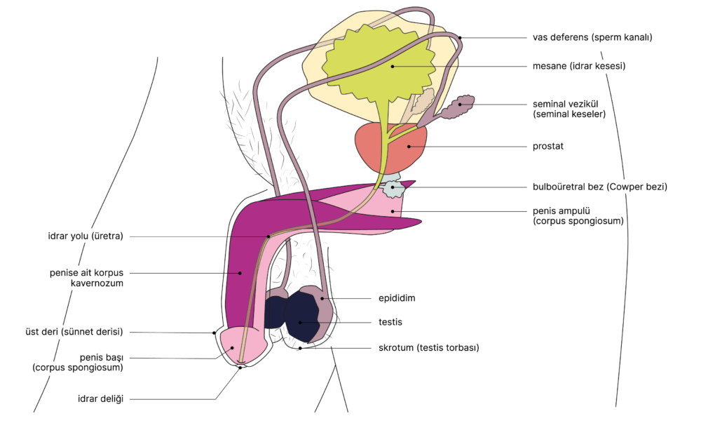 SGCH Anatomische Darstellung penis TR 2