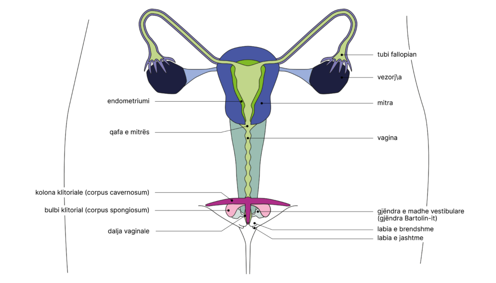 SGCH Anatomische Darstellung vulva AL