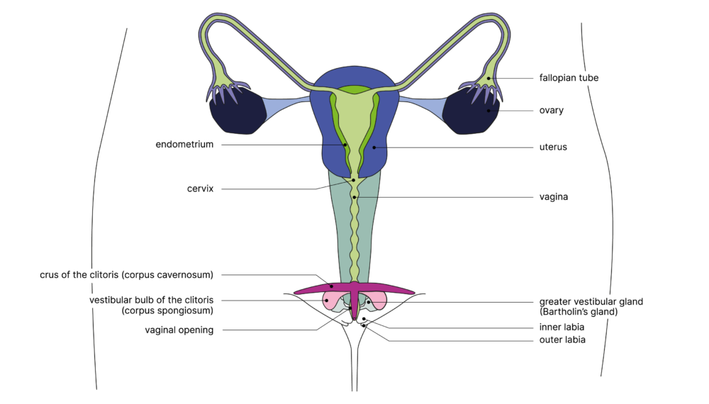 SGCH Anatomische Darstellung vulva EN
