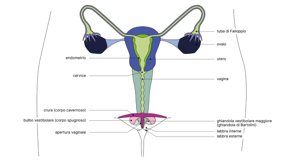 SGCH Anatomische Darstellung vulva IT