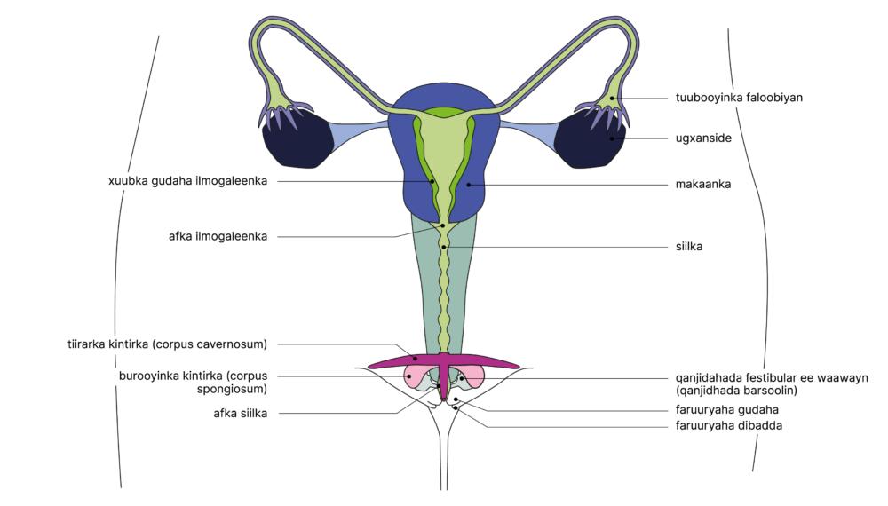 SGCH Anatomische Darstellung vulva SO